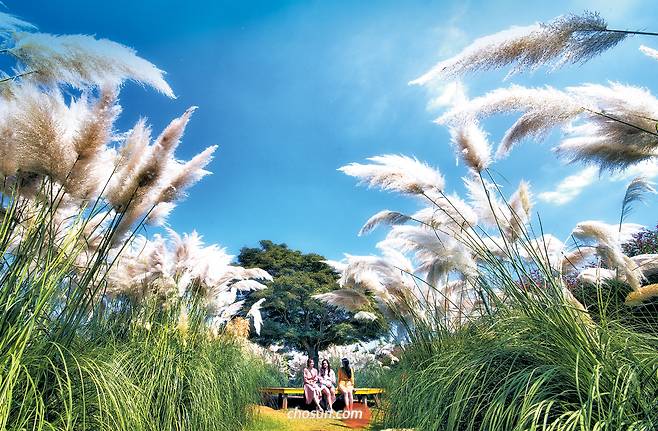 팜파스축제가 한창인 충남 태안 청산수목원의 팜파스원. 파란 하늘 아래 은빛 팜파스 물결이 가을의 정취를 더한다. 서양 억새라고도 불리는 팜파스는 억새보다 키가 크고 꽃이 탐스럽다./김종연 영상미디어 기자