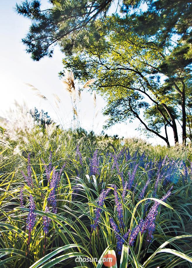 천리포수목원에선 가을을 맞아 신비한 보랏빛 꽃 피운 맥문동을 눈에 담을 수 있다./김종연 영상미디어 기자