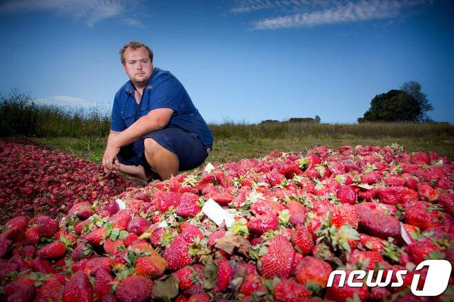 폐기를 앞둔 딸기를 바라보는 호주의 농장주. (자료사진) © AFP=뉴스1
