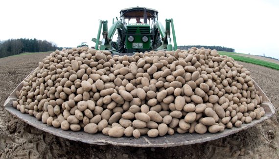 (FILES) In this file photo taken on April 19, 2013 near Huxahl, eastern Germany, a farmer brings potatoes for planting a field. After the 'cartel of sausage', beer and trucks, two potato giants in Germany have been fined for agreeing on prices, announced Thursday, May 3, 2018 the German Federal Cartel Office (Kartellamt). / AFP PHOTO / DPA / JULIAN STRATENSCHULTE <All rights reserved by Yonhap News Agency>