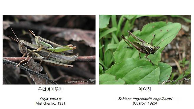 우리벼메뚜기 짝짓기 모습, 애여치