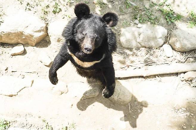 국립공원관리공단 종복원기술원의 지리산 반달가슴곰 국립공원을 지키는 시민의 모임 제공