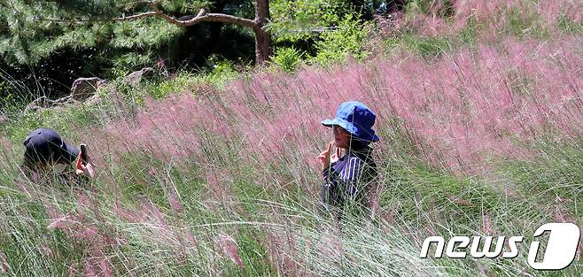 제주 서귀포시 남원읍 휴애리 자연생활공원에을 찾은 관광객들이 분홍빛으로 물들어가는 핑크뮬리 사이에서 사진을 찍으며 즐거운 시간을 보내고 있다.© News1 이석형 기자