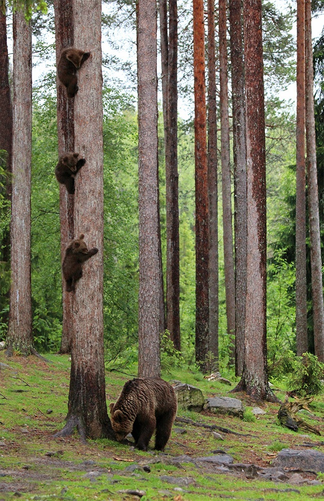 곰 세 마리가 한 나무에 있어. 핀란드의 한 숲에 사는 불곰 새끼들이 나무 위에 나란히 매달려 어미곰을 바라보고 있다. 핀란드의 Valtteri Mulkahainen가 찍었다.