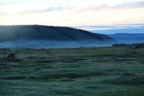 톰토르 오이먀콘 마을 앞에 펼쳐진 들판. 짧은 여름을 맞은 소와 말들이 풀을 뜯고 있다.