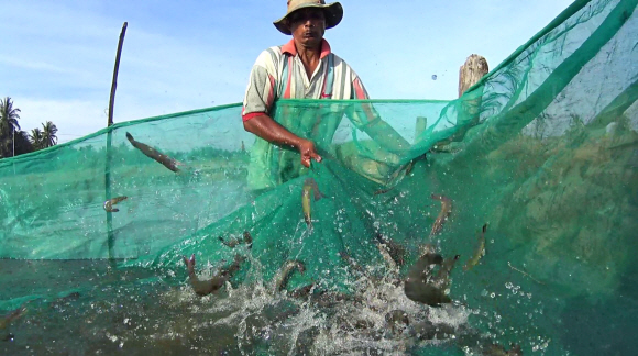 인도네시아 아체 지역에서 맹그로브 숲을 벌목해 만든 블랙타이거 새우 양식장에서 한 어부가 그물로 새우들을 수확하고 있다.피시코인 홈페이지 캡처