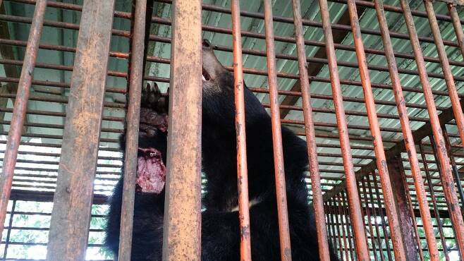 동료와 싸움으로 살이 뜯겨나가 뼈가 보여도 치료 받지 못한 채 방치된 곰.