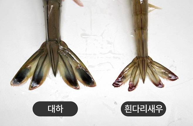 꼬리가 다른 흰다리 대우와 흰다리새우/사진제공= 인어교주해적단