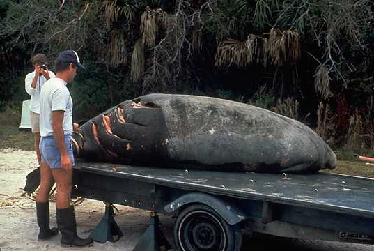 모터보트 프로펠러에 상처 입은 매너티가 차에 실려 있다. 미국 국립보존훈련센터