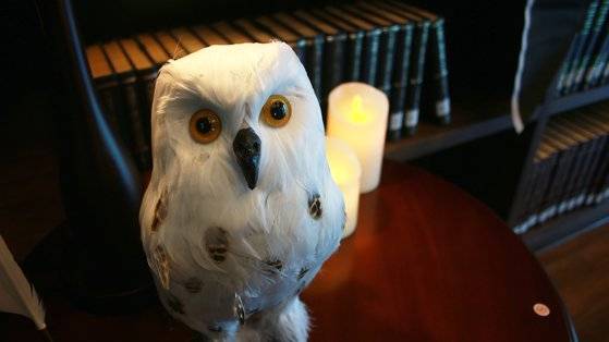 해리 포터의 반려조 헤드위그.