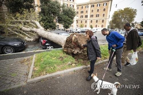 29일 로마 도심에서 강풍에 쓰러진 나무가 주차된 차량을 덮친 모습 [EPA=연합뉴스]