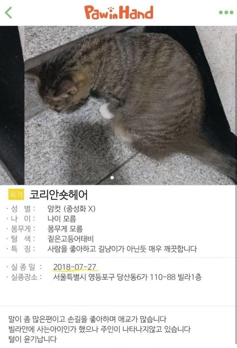 유기동물 플랫폼인 포인핸드에 지난 7월 가수 김용국의 반려묘로 추정되는 고양이의 주인을 찾는 게시물이 올라왔다. 2018.11.11온라인 커뮤니티 캡처