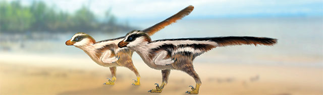 진주에서 새로 발견된 참새 크기로 추정되는 소형 랩터 공룡의 복원도. 김경수 교수 제공