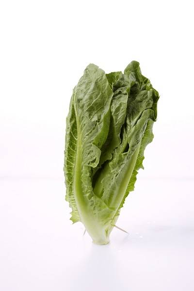 사진설명=미국에 또다시 로메인 상추 '금식령'이 내려졌다./사진=클립아트코리아