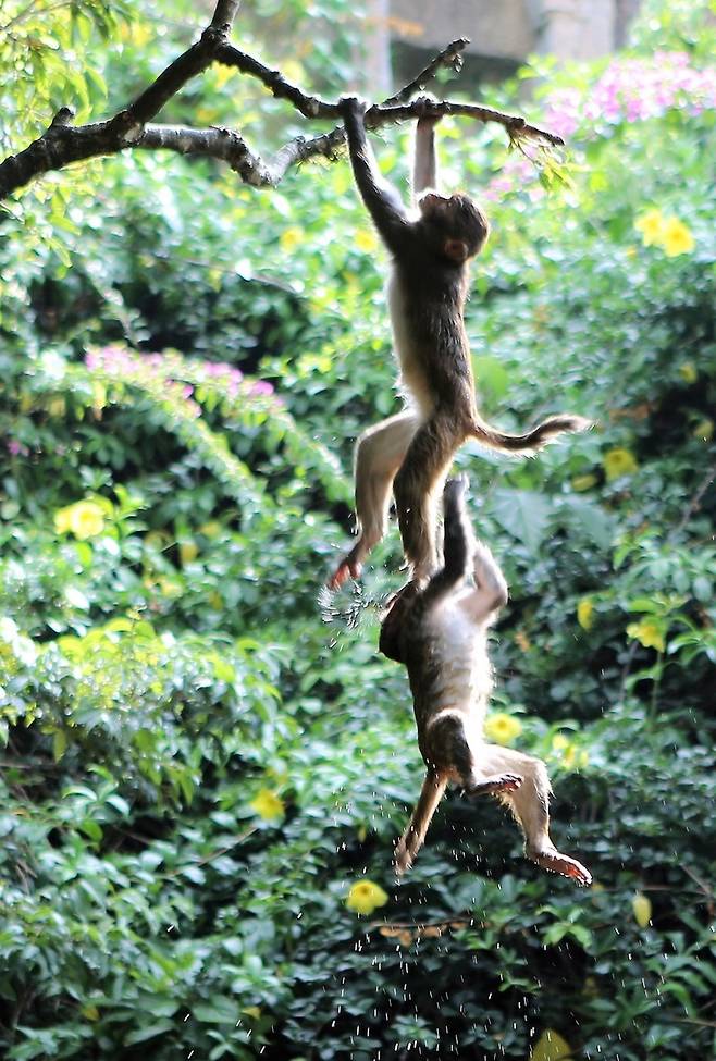 원숭이섬. 이병학 선임기자