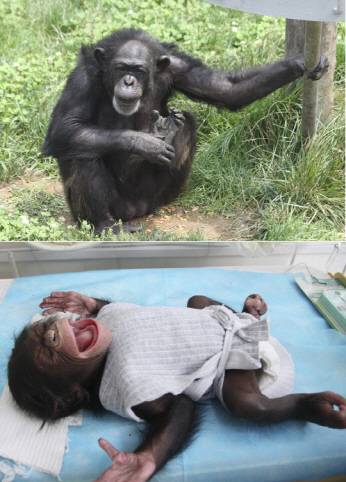 지난 2012년 중국 산둥성 위해시의 한 야생동물공원에서 40살 어미 침팬지(사진 위)에게서 태어난 무게가 2kg도 채 나가지 않는 새끼 침팬지. 사진= 중국 신화통신.