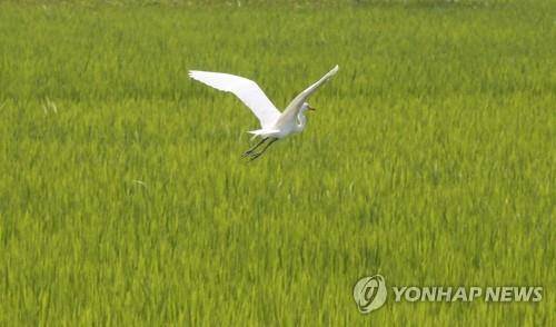 농촌 들녘 비행하는 백로 (부산=연합뉴스) 조정호 기자 = 절기상 입추인 7일 부산 강서구에서 벼가 익어가는 들녘에서 백로가 비행하고 있다. 2018.8.7 ccho@yna.co.kr (끝)