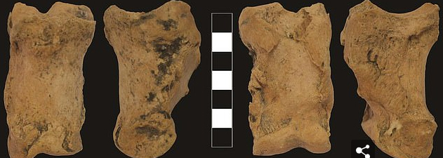 스톤헨지 유적지 인근에서 발견한 신석기시대 소의 발 뼈