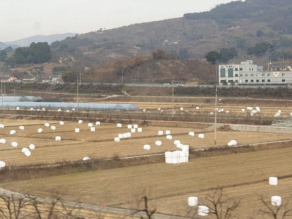 지난 8일 전북 익산시 논에 펼쳐져 있는 하얀 ‘공룡알’의 모습./ 최지희 기자