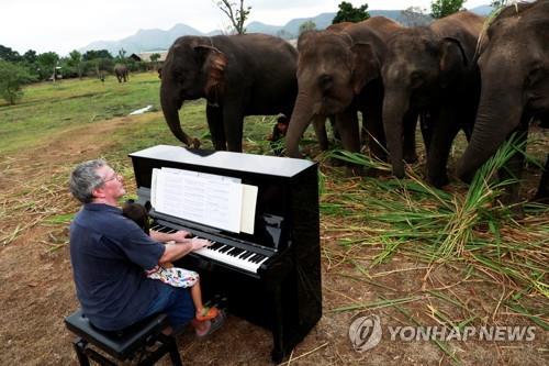 늙고 병든 코끼리들을 위한 피아노 연주 [로이터=연합뉴스]