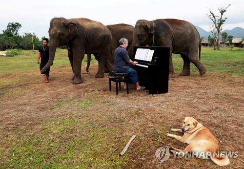 늙고 병든 코끼리들을 위한 음악 치료 [로이터=연합뉴스]