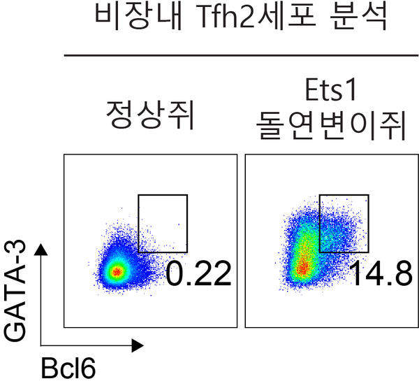 Ets1 돌연변이 생쥐에서 Tfh2 세포의 증가 그래프/사진=IBS