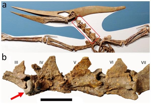 프테라노돈과 4번 목뼈에 박힌 상어 이빨(빨간 화살표) [스테파니 아브라모비츠, 로스앤젤레스 카운티 자연사박물관 공룡연구소(a) 데이비드 혼 제공/Hone D.W.E., Witton M.P., Habib M.B. 2018. Evidence for the Cretaceous shark Cretoxyrhina mantelli feeding on the pterosaur Pteranodon from the Niobrara Formation. PeerJ 6:e6031]