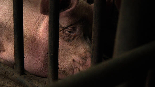 공장식 축산 농장에 사는 한 돼지가 스툴에 갇혀 있다. 한겨레출판 휴 제공