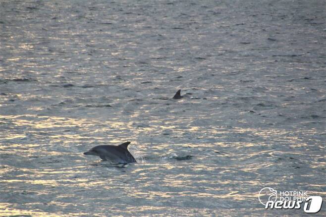 지난 1월6일 제주 서귀포시 대정읍 앞바다에서 남방큰돌고래 제돌이가 포착됐다.(사진 핫핑크돌핀스 제공)© News1
