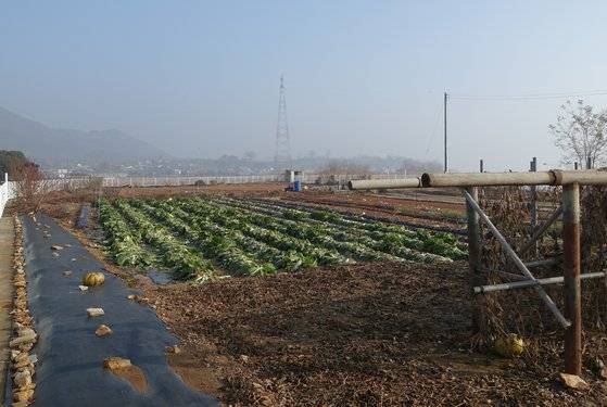 김장 배추 800포기를 재배한 현상록 선장네 밭. 배추뿐 아니라 김장에 들어가는 모든 농산물을 직접 재배한다.