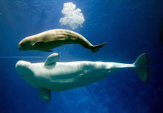 흰고래 아기 벨루가 출생… ‘첫 숨’ 내쉬는 순간 포착(사진=신화통신 연합뉴스)
