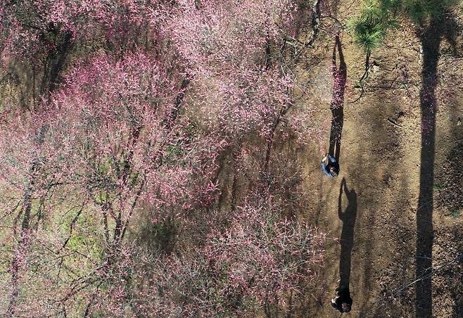 8일 오후 광주 북구 중외공원에서 홍매화가 꽃망울을 터트리자 지나던 시민들이 사진 찍고 있다. /연합뉴스