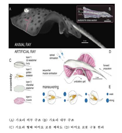 가오리 로봇. 그래픽=과기정통부.