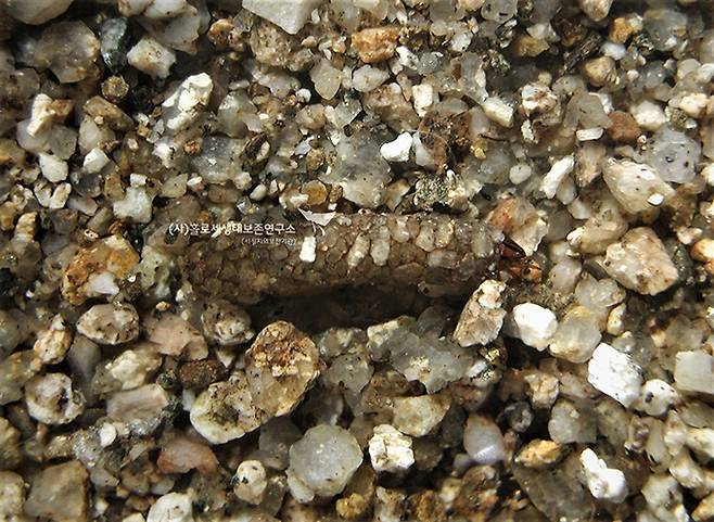 바수염날도래 애벌레