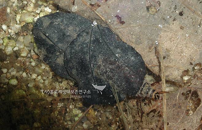 띠무늬우묵날도래 애벌레