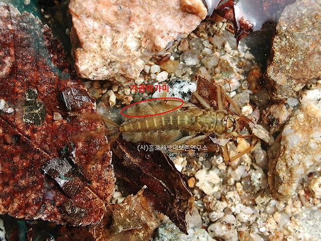 강하루살이 애벌레