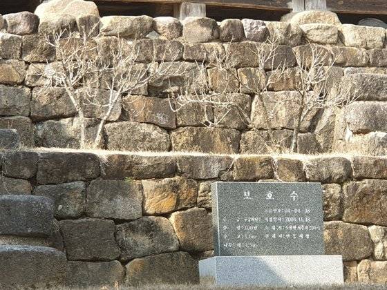 현재 예안향교에 있는 애기 안동무궁화 두 그루. 백경서 기자