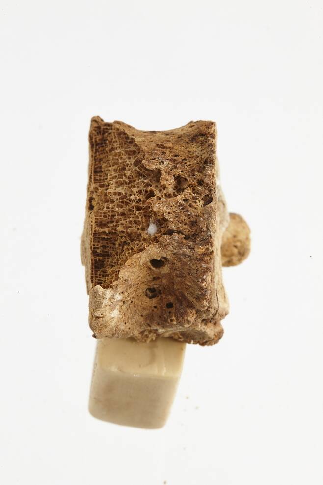 익산 대왕릉에서 나온 등뼈 조각. 국립부여문화재연구소 제공