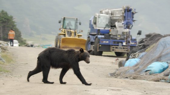 일본 홋카이도 시레토코 어촌마을에서 인간과 함께 살아가는 곰 [사진 MBC]