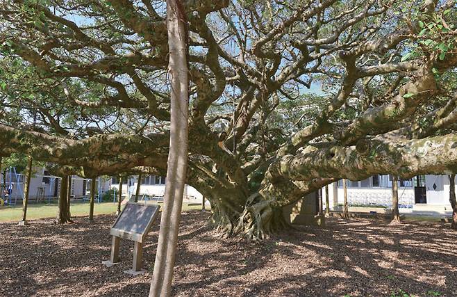 구니가미초등학교의 일본 최대 반얀트리