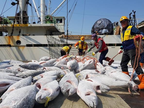 지난 26일 부산 사하구 감천항에서 작업자들이 냉동 참치를 운반선에서 컨테이너로 옮기는 작업을 하고 있다./조지원 기자