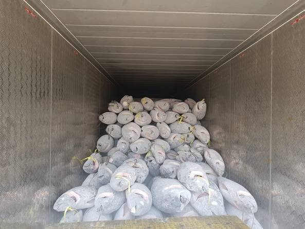 SM상선 특수 컨테이너 울트라 프리저 안에 냉동 참치들이 가득 실려 있다. /조지원 기자