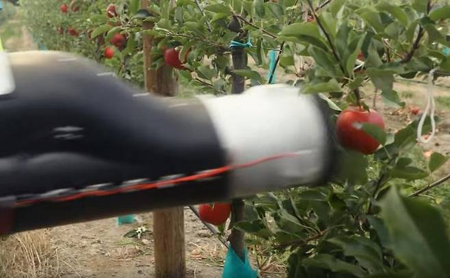 진공청소기처럼 진공 흡착 방식으로 사과를 따낸다. 유튜브 갈무리