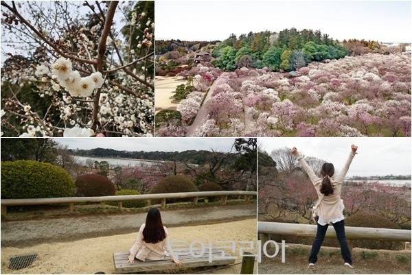 ▲ 가이라쿠엔 매화정원