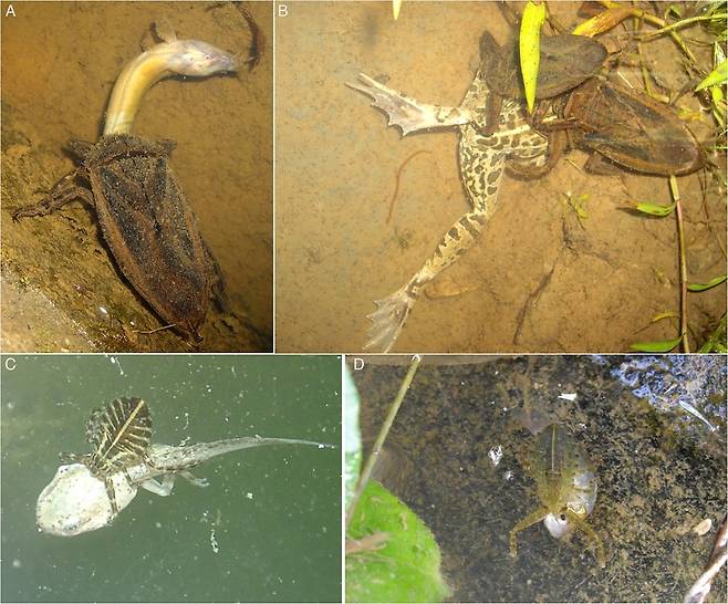 물장군의 다양한 포식 대상. A. 미꾸라지 B. 개구리 C. 올챙이를 먹고 있는 물장군 유생 D. 물고기를 잡아먹는 물장군 유생. 오바 신야 ‘곤충학’ (2019) 제공.