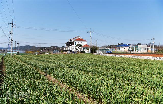 누런 보리 물결이 일렁이던 황도 들판은 요즘 푸릇푸릇한 마늘 밭으로 변했다.