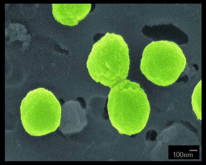 광합성 세균인 프로클로로코쿠스의 현미경 사진. 바닷물 1ℓ에 1억 세포가 있는 초소형 미생물이지만 단일 생물로는 지구의 최대 산소 공급원이다. 앤 톰슨, 위키미디어 코먼스 제공.