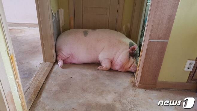 안동 아파트서 키우고 있는 애완용 돼지. 최근 몸집이 200~300㎏까지 불어난 것으로 전해졌다. (독자제공) © 뉴스1