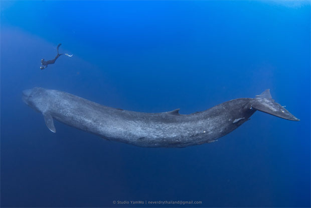 현존 최대 크기의 동물 ‘대왕고래’가 카메라에 포착됐다/사진=스튜디오 얌모