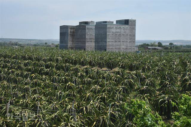 남북선 철로 변으로 펼쳐진 용과 농장. 냐쨩과 호찌민시 중간의 빈투언성은 베트남 최대 용과 생산지다. 너무 더워서 다른 작물은 재배가 어렵다.